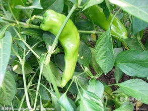 綠江南食品 產(chǎn)品特色、加盟優(yōu)勢與餐飲管理解析